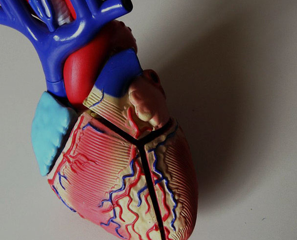 Collaboration Leads to New Technology to Study Heart Disease