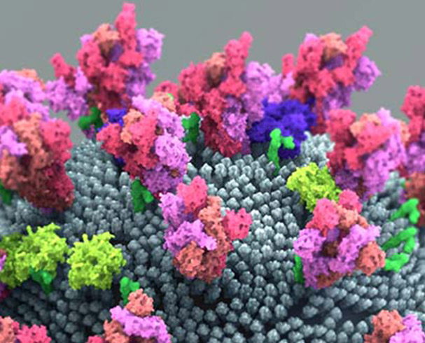 UC Davis Engineered Antibody Helps Block Sars-CoV-2 Transmission